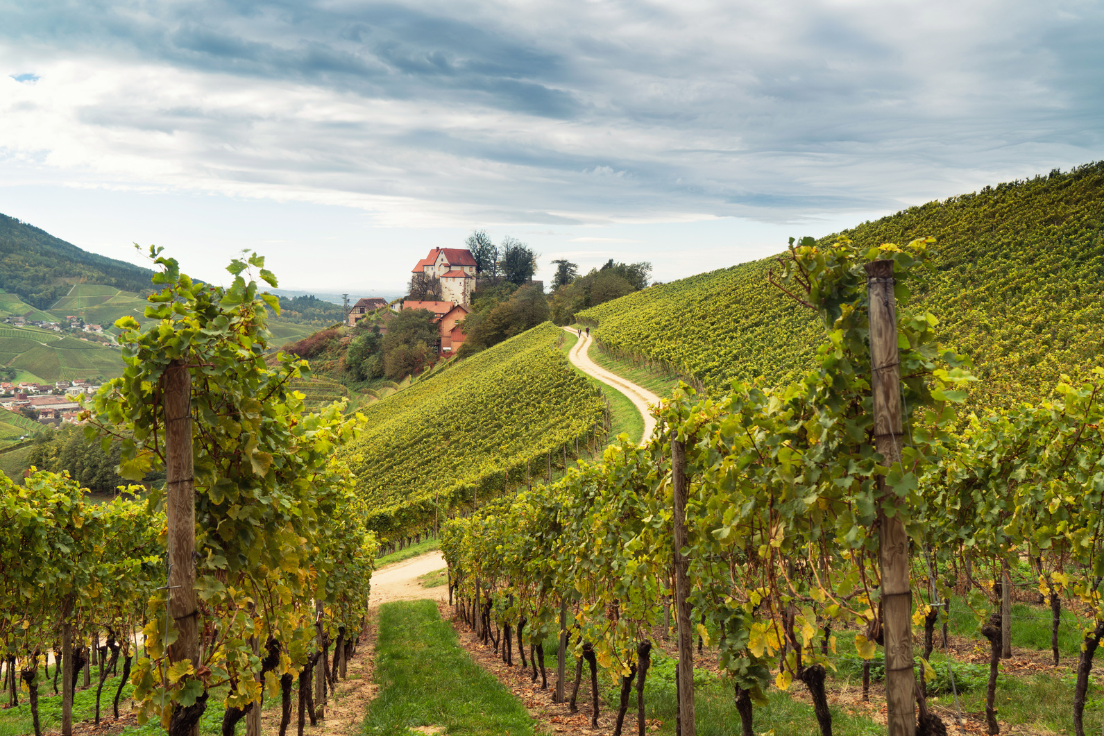 Grapevines in autumn