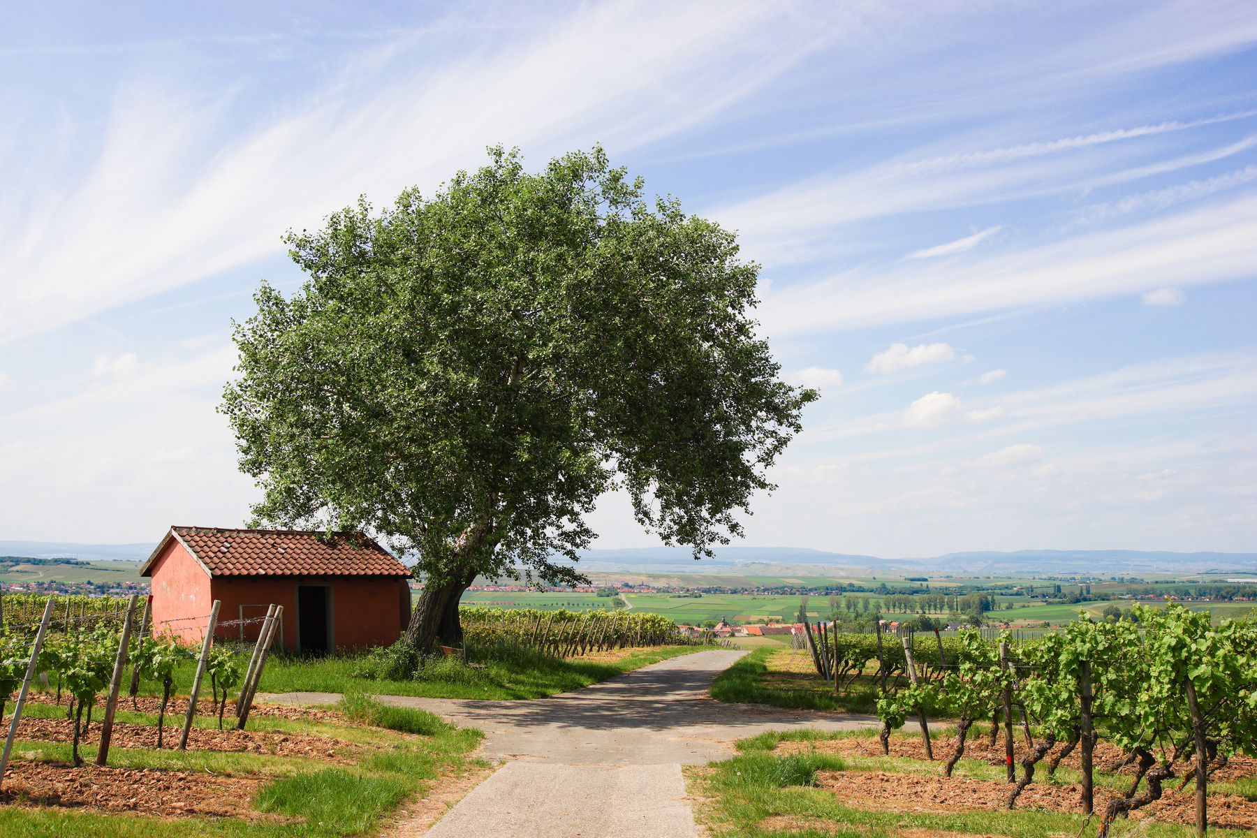 Wine agriculture in rhine-hesse in springtime, Germany
